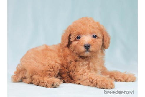 成約済の東京都のトイプードル-202136の4枚目